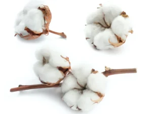 Raw or Seed Cotton