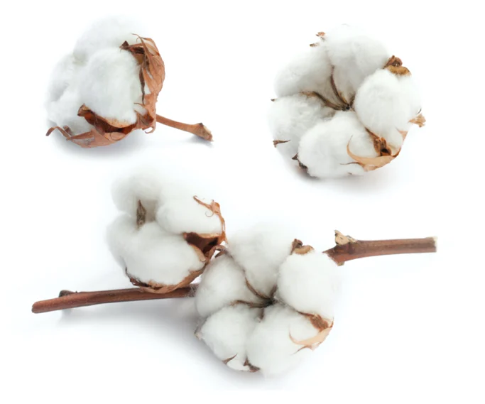 Raw or Seed Cotton