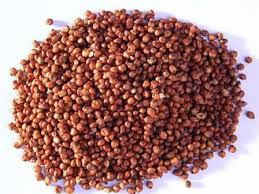 Sorghum Red