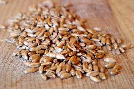 Spelt Grain