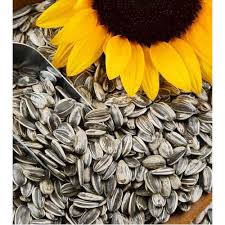 Sunflower Seed